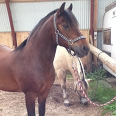 Connemara Lorenzo (Rider)