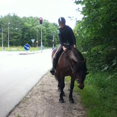 Connemara Lorenzo (Rider)