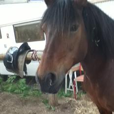 Connemara Lorenzo (Rider)