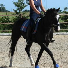 Anden særlig race Bertil