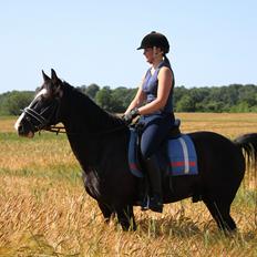 Anden særlig race Bertil