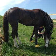 Welsh Pony (sec B) Smukke