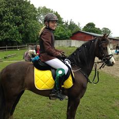 Welsh Pony (sec B) Smukke