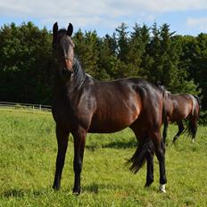 Dansk Varmblod Rockzanne Lox