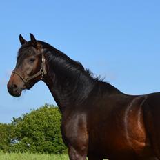 Dansk Varmblod Rockzanne Lox