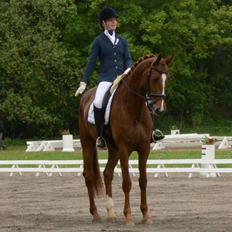 Dansk Varmblod Madigan Lox