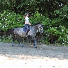 Anden særlig race sa tikki<3 Solgt & savnet