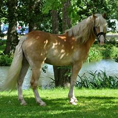 Haflinger LuLu Lakisha