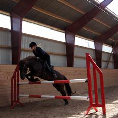 Islænder Björk fra Barmer Mølle