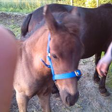 Anden særlig race Anomi