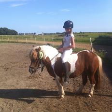 Shetlænder Hannibal