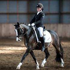 New Forest Meldgaardens Sir Everhard