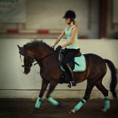 Hollandsk Sportspony •Challenge•