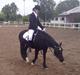 Welsh Pony af Cob-type (sec C) Nestor