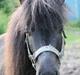 Shetlænder Minni