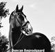 Dansk Varmblod Duncan Bøgvadgaard