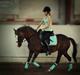 Hollandsk Sportspony •Challenge•