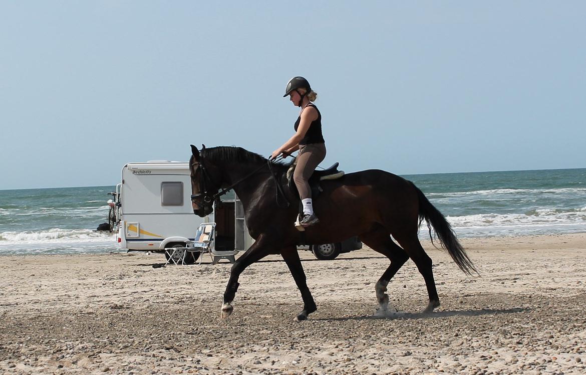 Dansk Varmblod Gipson Cloud - Søde Gip på stranden for første gang, 8/7-2013 billede 13