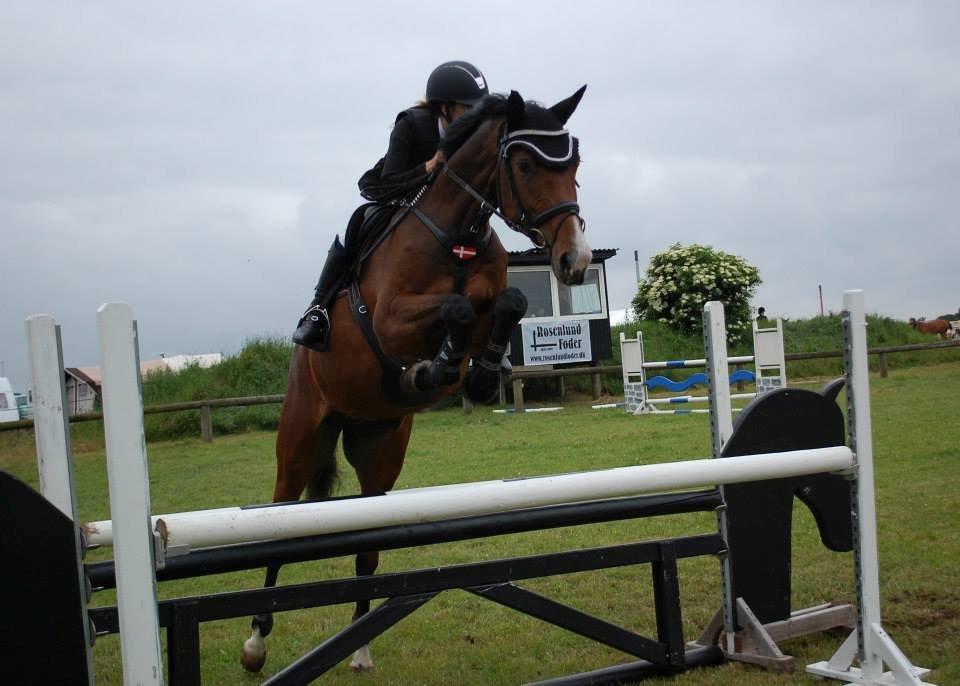 Dansk Varmblod Åen`s April - B - HEST <3. - Stjernen i 1.10 cm i Hodsager! <3 billede 6