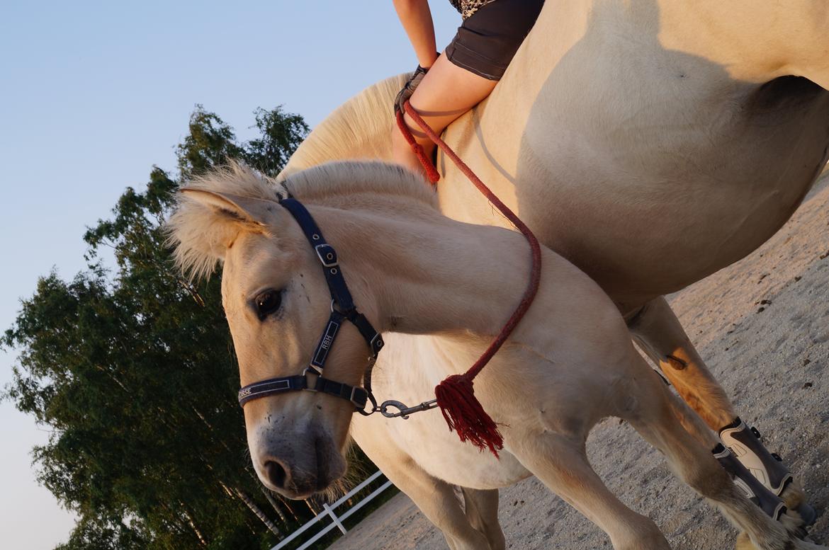 Fjordhest Højgaards Milo - 8/7 2013 Hvad er det? billede 17