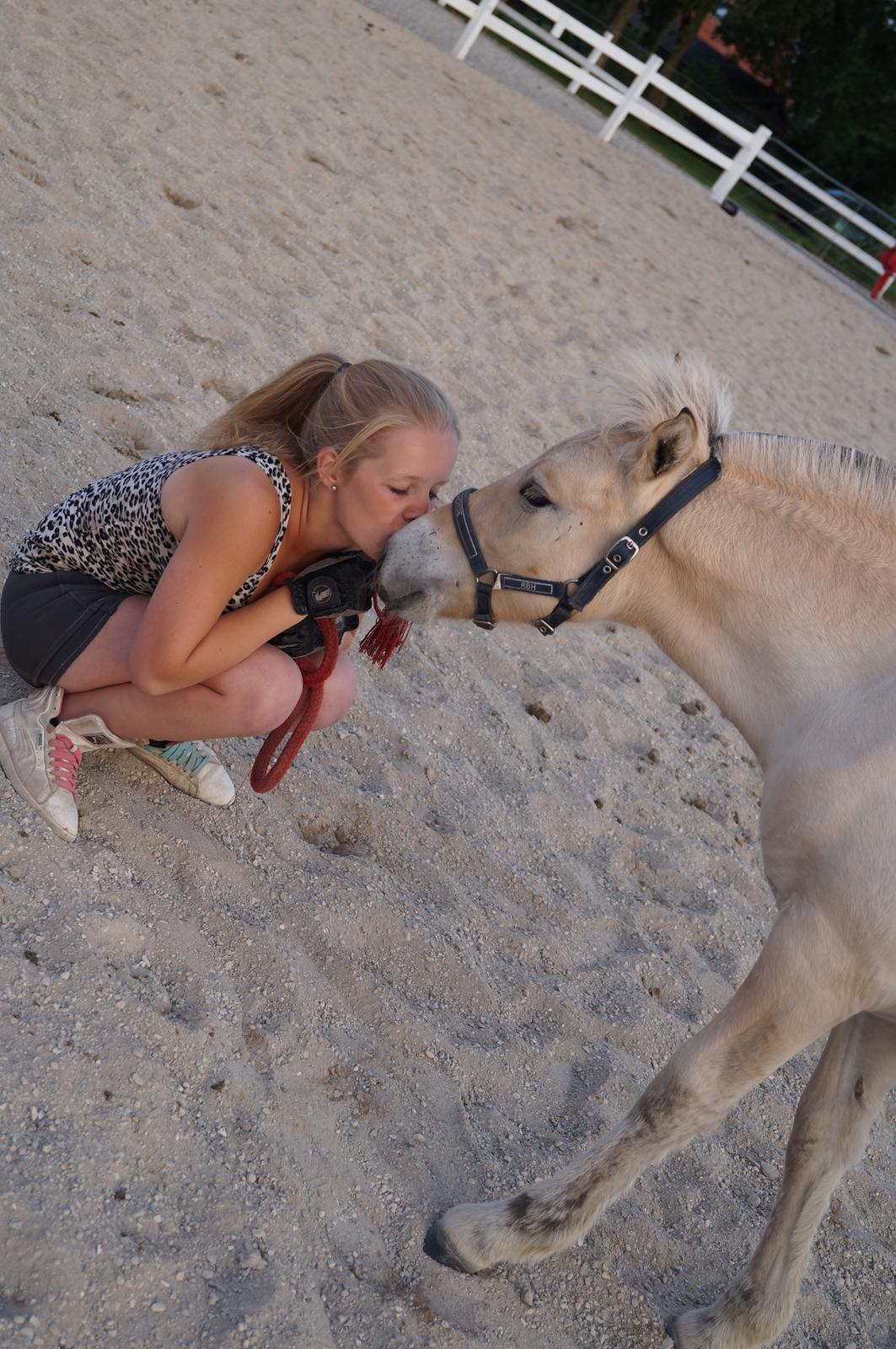 Fjordhest Højgaards Milo - 8/7 2013 Min lille mus<3 billede 19