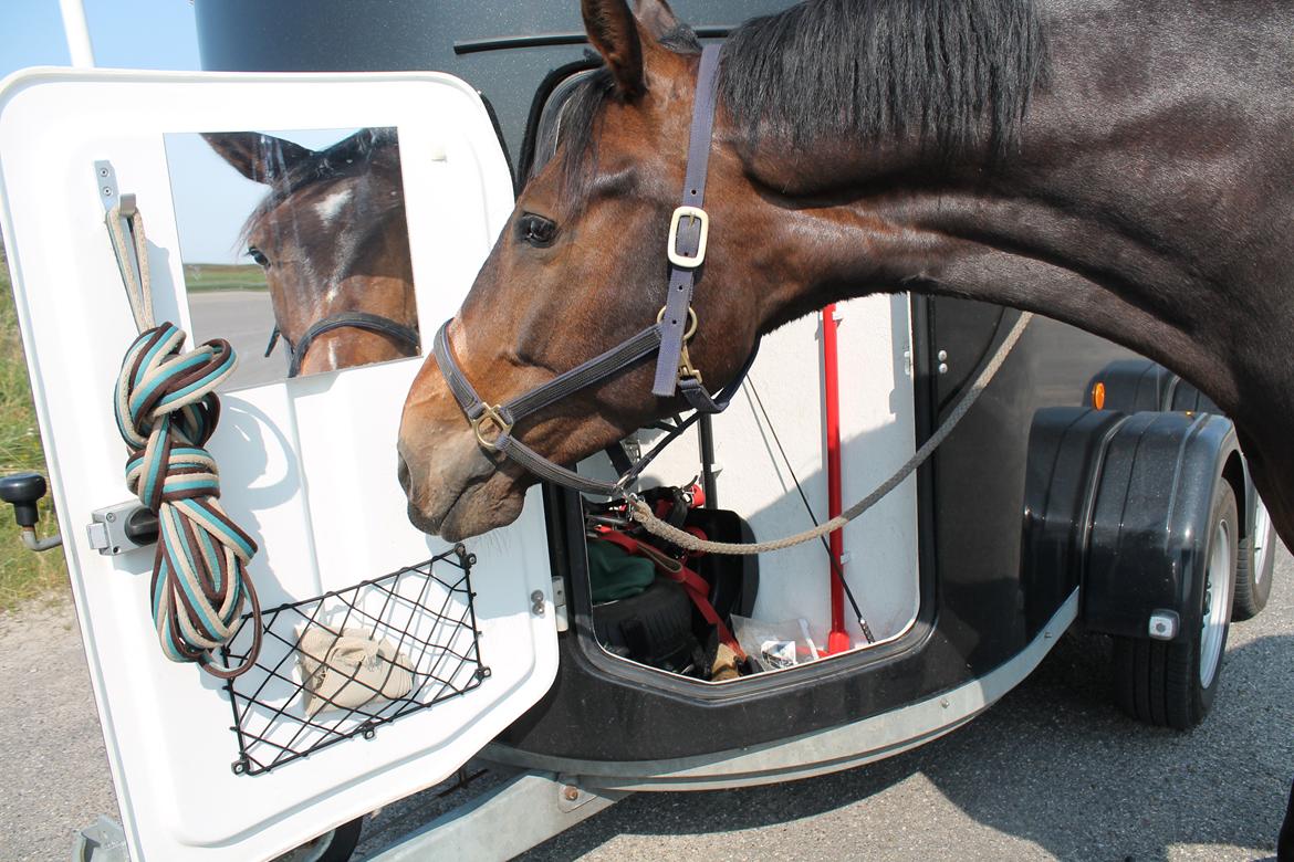 Dansk Varmblod Gipson Cloud - Gip tjekker lige frisuren efter dagens strandtur :-P billede 14