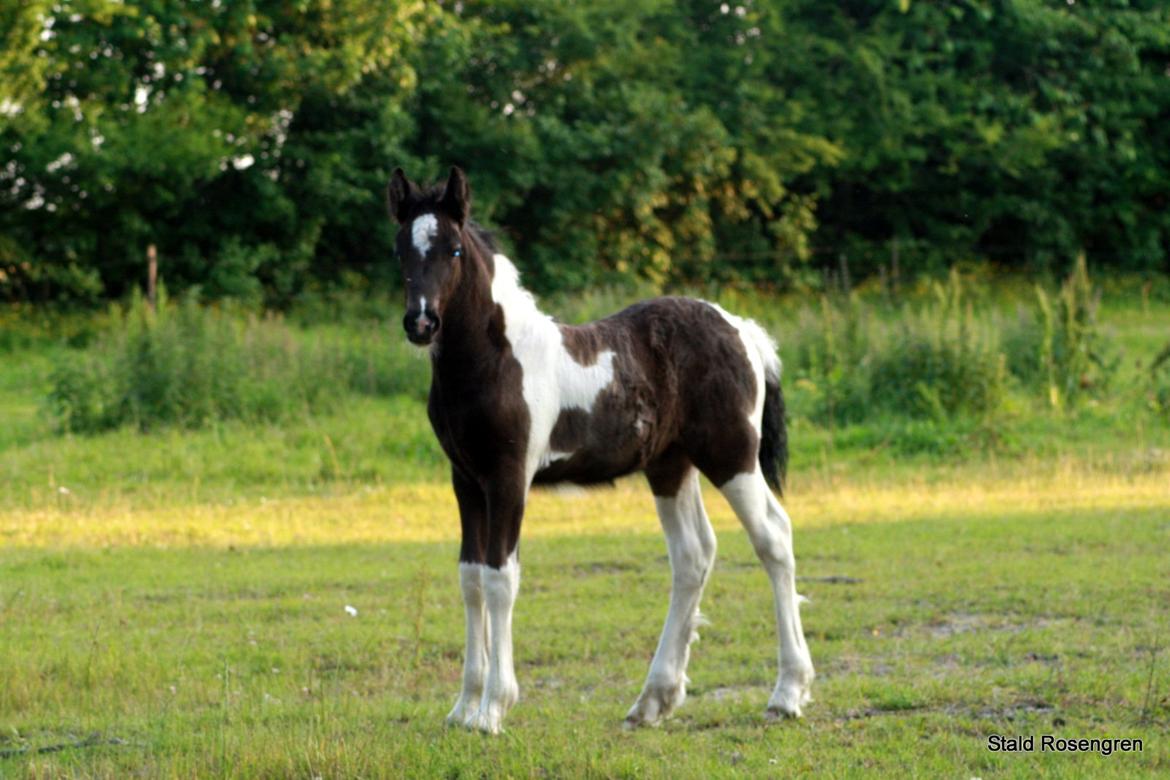 Barockpinto Pequeña billede 8