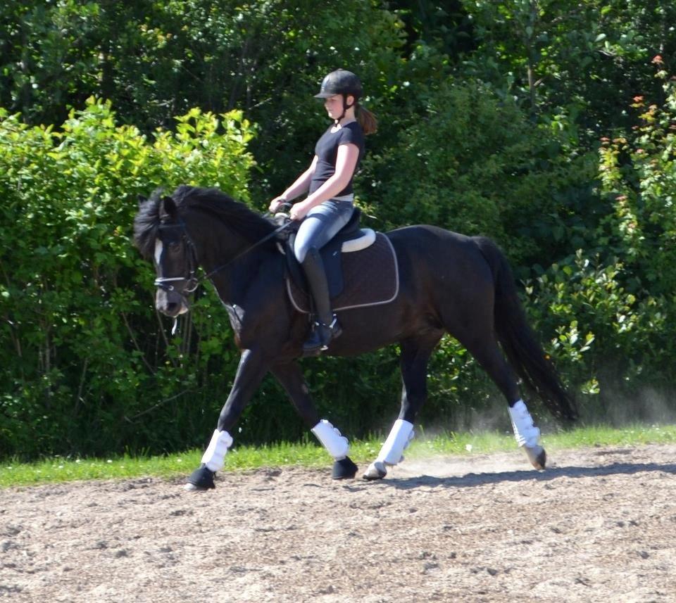 New Forest Odbjergs Anytime billede 3