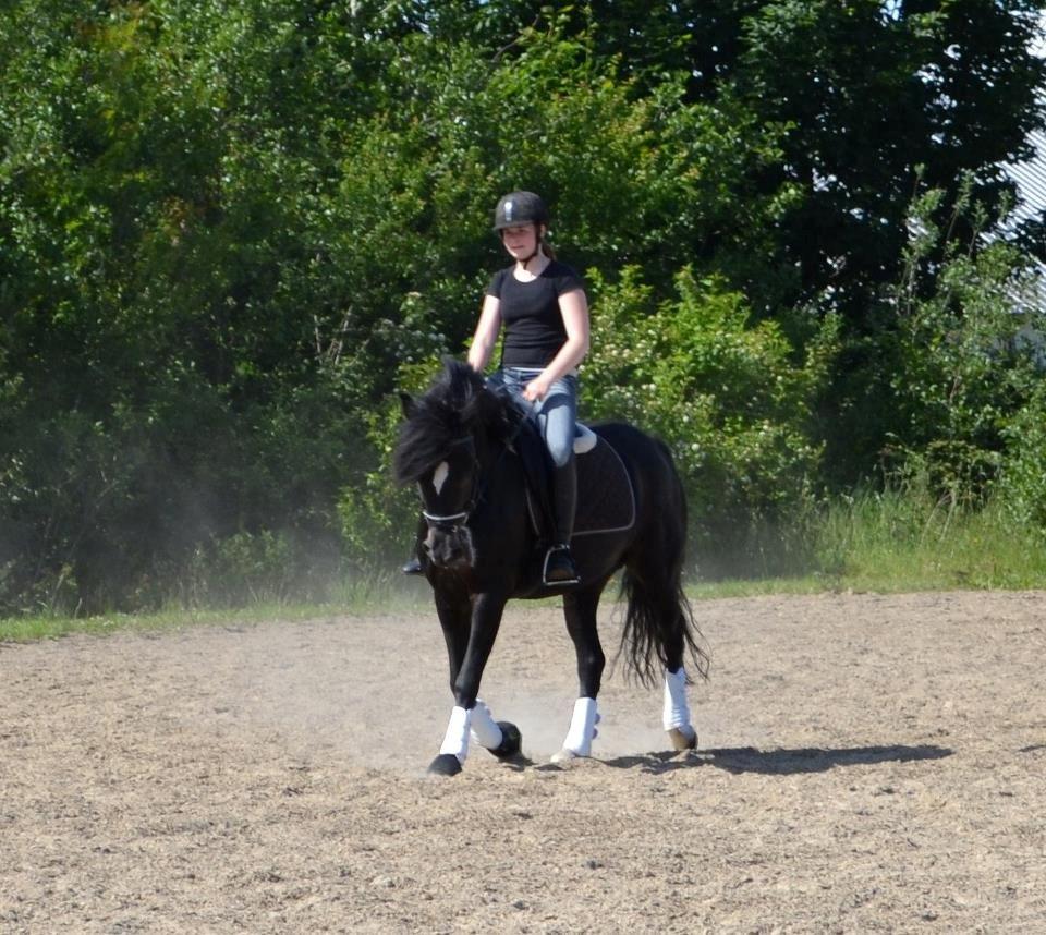 New Forest Odbjergs Anytime billede 5