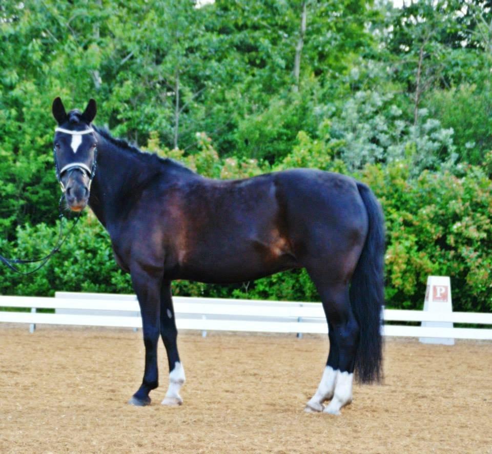 New Forest Odbjergs Anytime billede 2