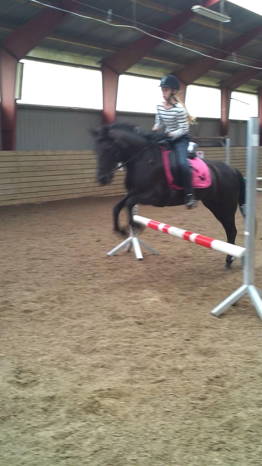 Anden særlig race Kiabella - springer en halv meter men kan 60 billede 17