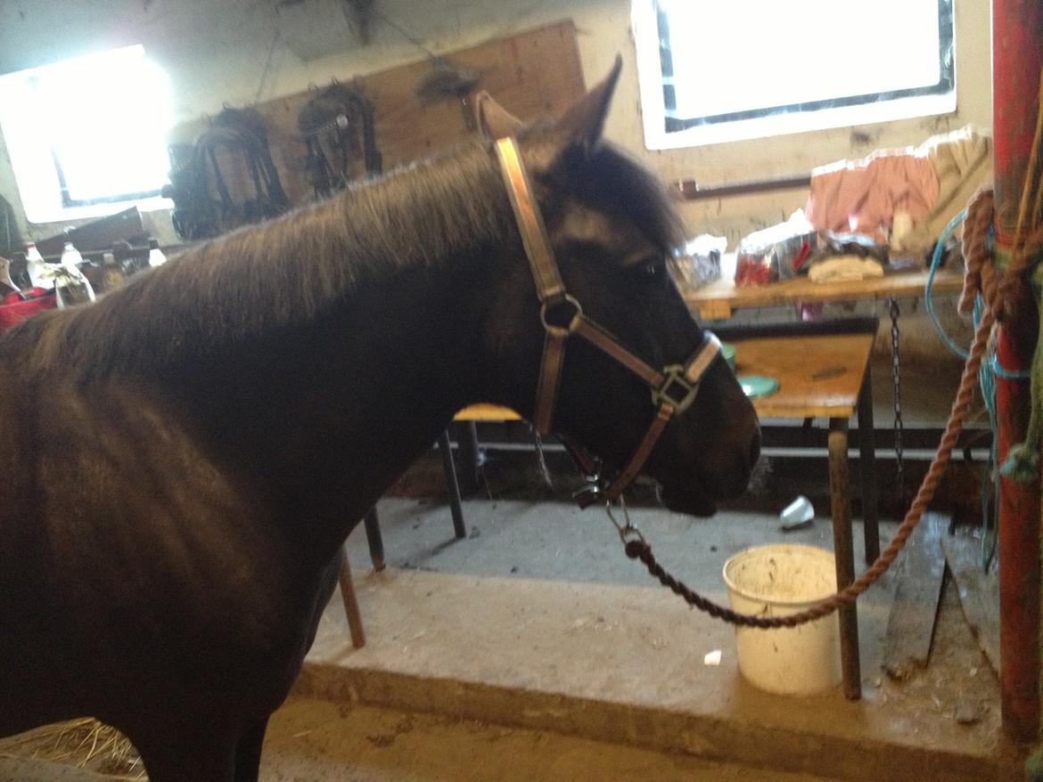 Anden særlig race Kiabella - smukke <3 <3 billede 19