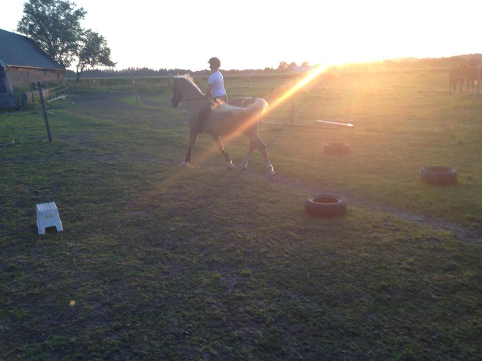 Palomino Lucky Samson - Mandag d. 8/7 - han går bare så godt :-D billede 5