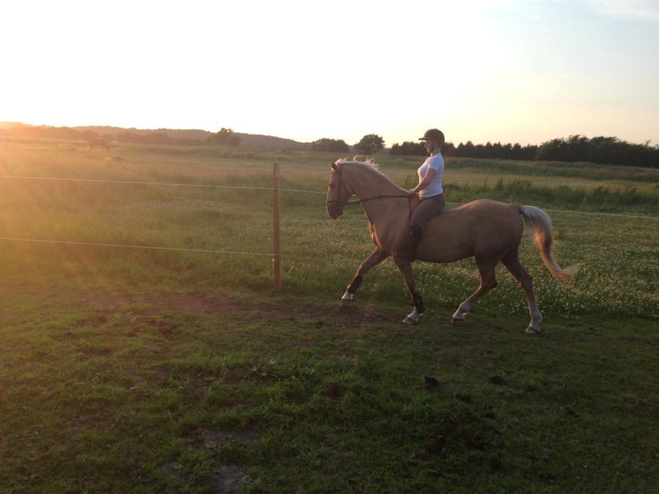 Palomino Lucky Samson - Mandag d. 8/7 - Lidt afslapning efter ridningen :-D billede 4