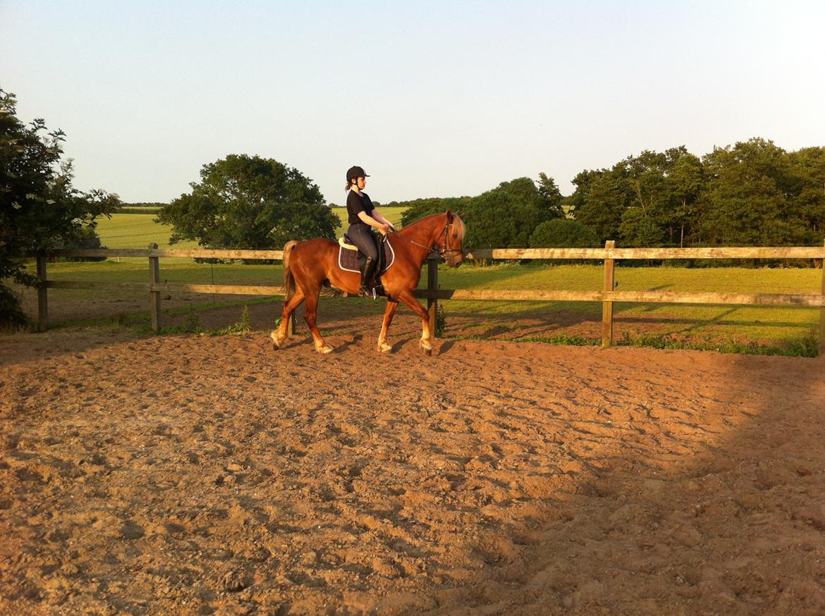 Welsh Cob (sec D) Midtnight billede 10