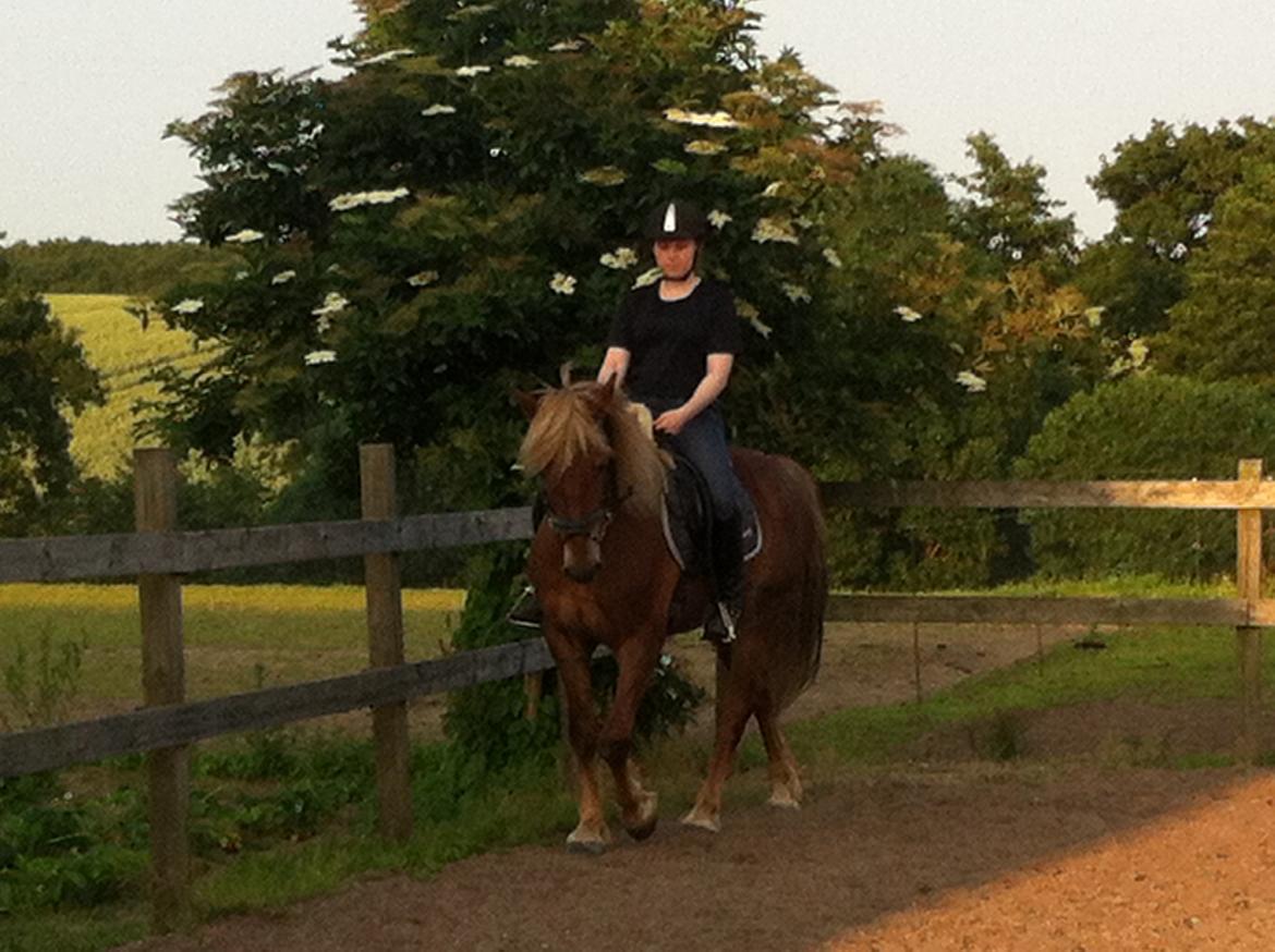 Welsh Cob (sec D) Midtnight billede 11