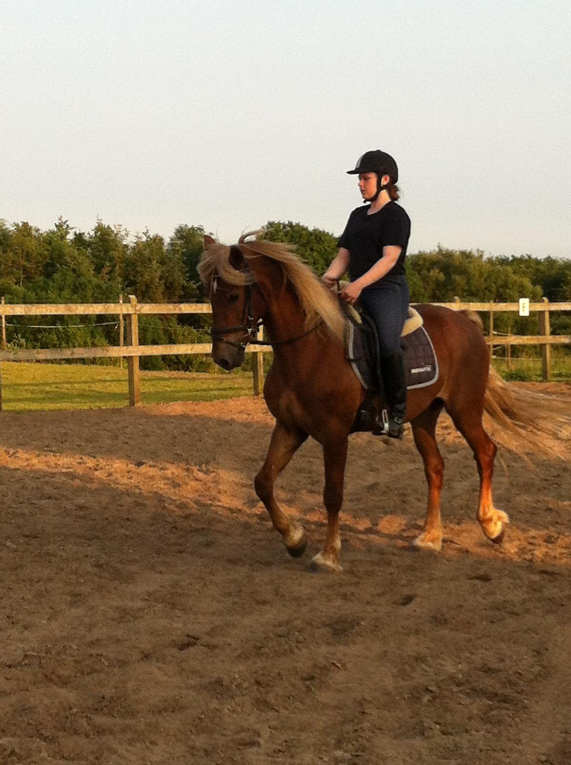 Welsh Cob (sec D) Midtnight billede 5