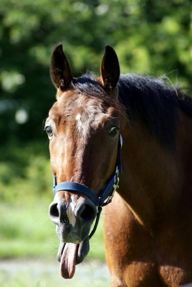 Traver Lynet Lendalund <3 - tjahh, når ingen kigger, så kan man godt se fjollet ud ;) <3 billede 6