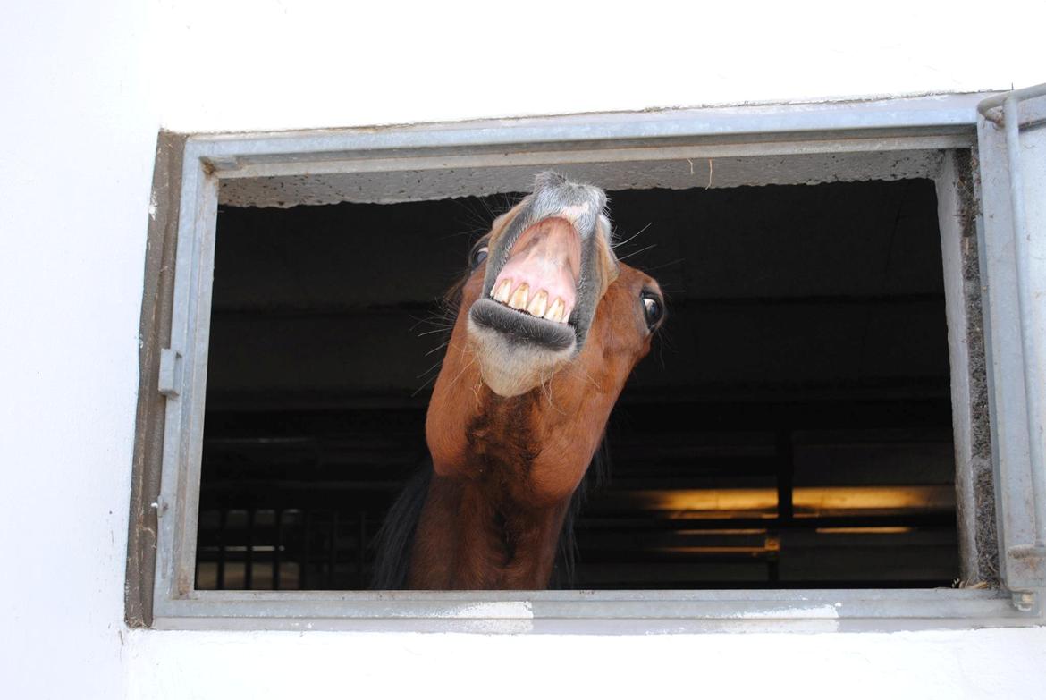 Traver Lynet Lendalund <3 - <3  billede 3