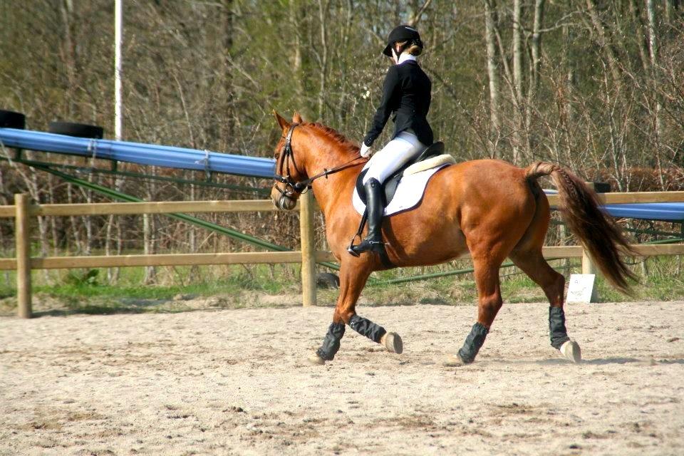 Anden særlig race Indian Star - Star og jeg til stævne d. 4 Maj 2013 billede 2