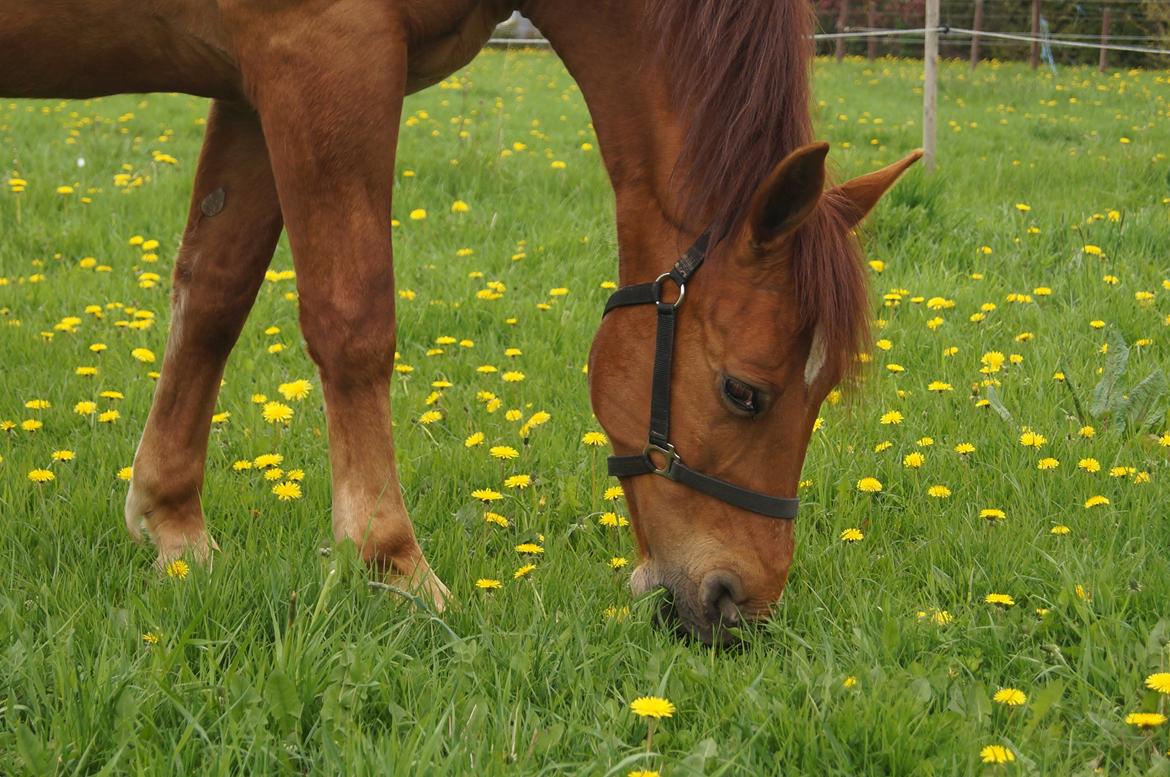 Anden særlig race Indian Star - Nyder første dag på sommergræs! billede 4