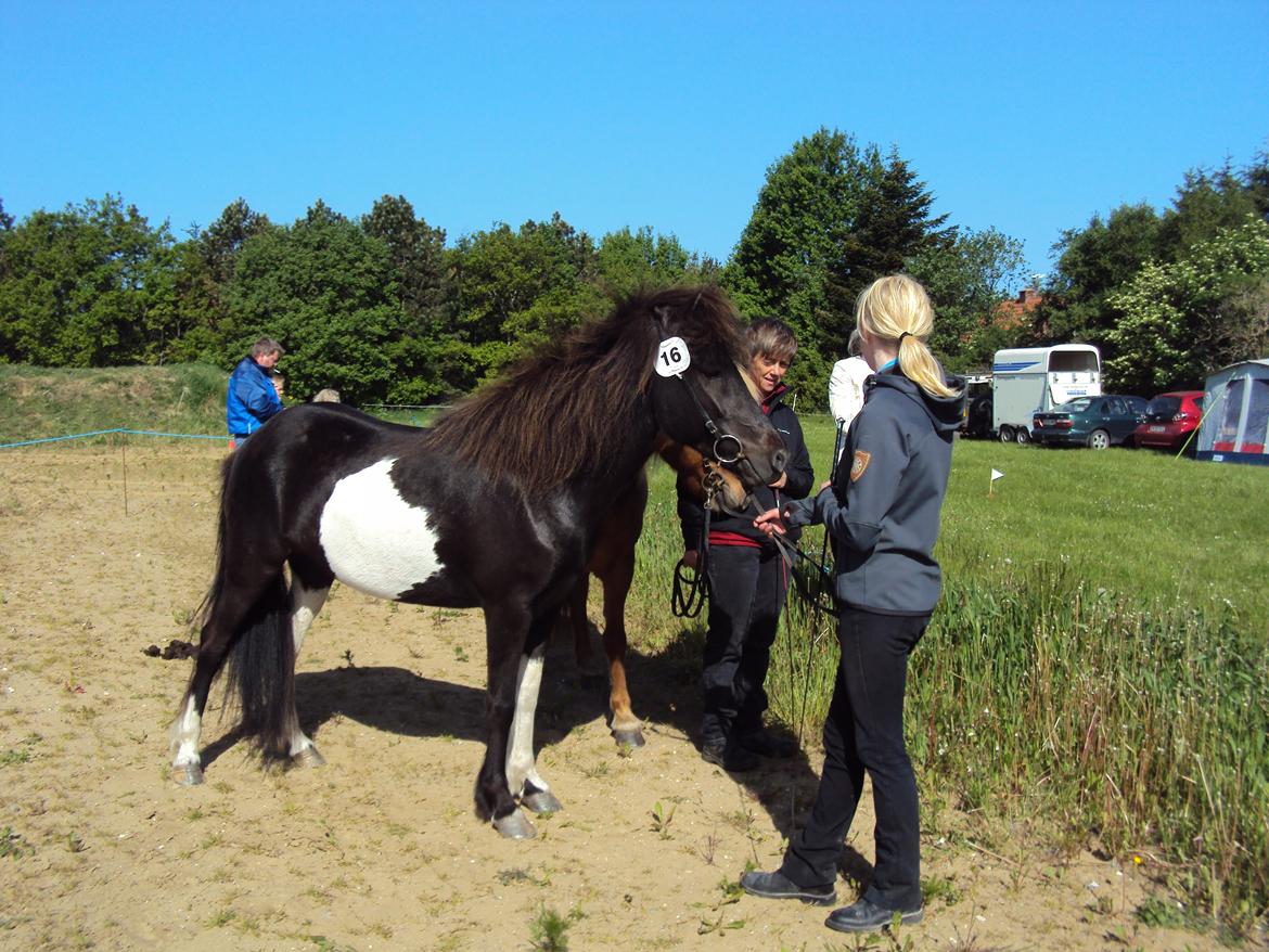 Islænder Fina fra Nysted - Lemvig dyrskue 2013 billede 2