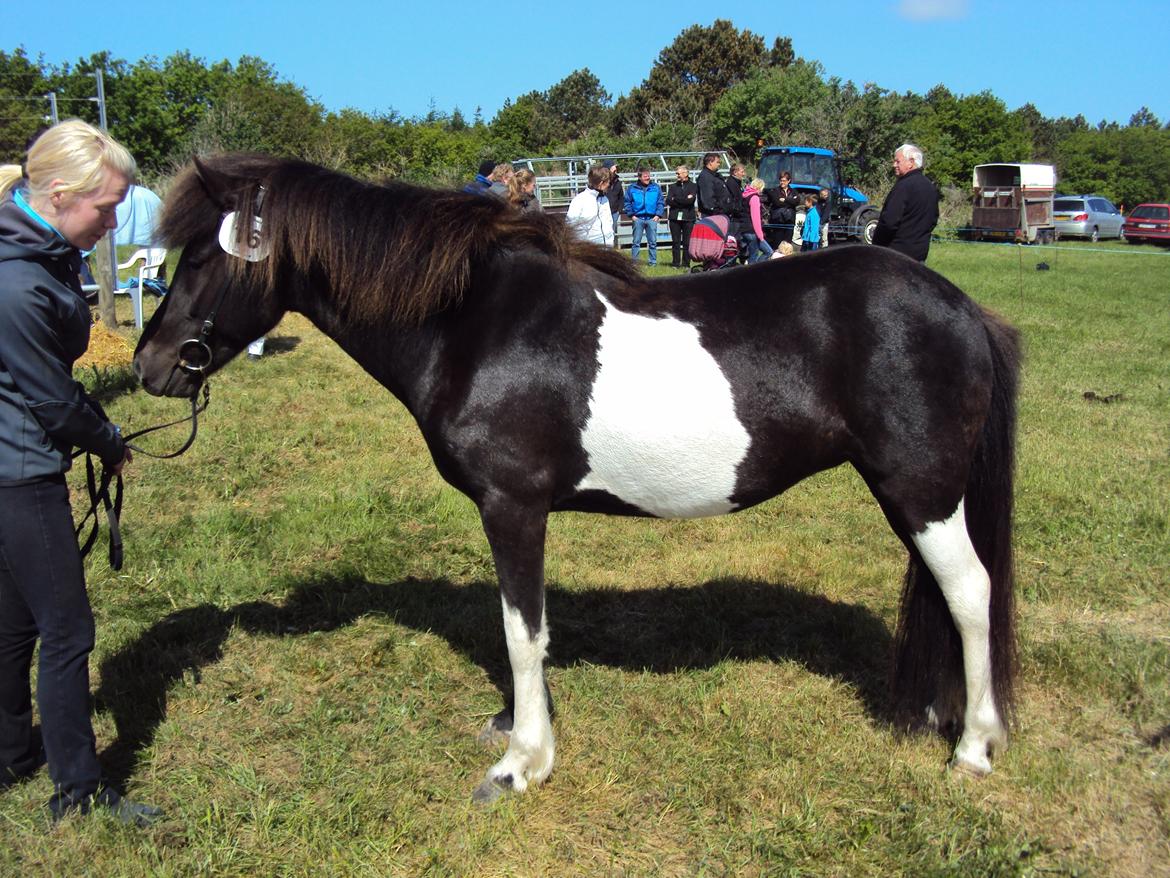 Islænder Fina fra Nysted - Lemvig dyrskue billede 12