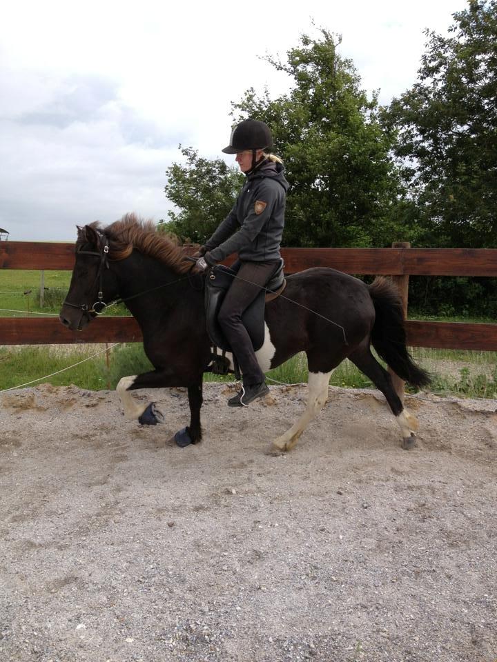 Islænder Fina fra Nysted - Tilridning juli 2013 billede 6