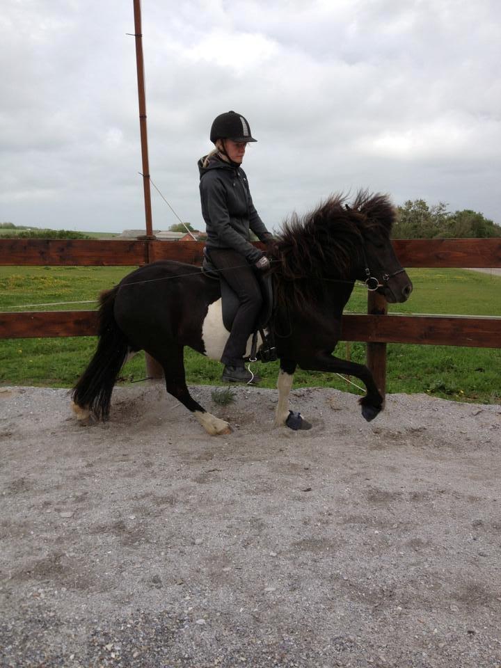 Islænder Fina fra Nysted - Tilridning juli 2013 billede 7