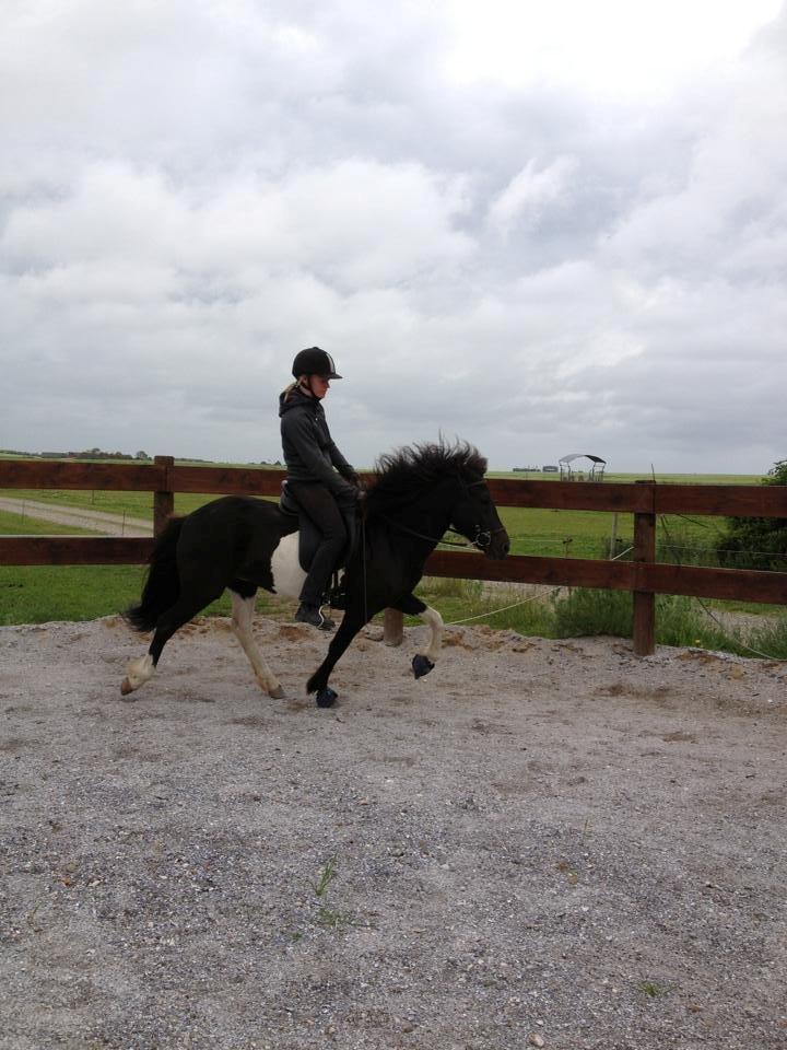 Islænder Fina fra Nysted - Tilridning juli 2013 billede 5