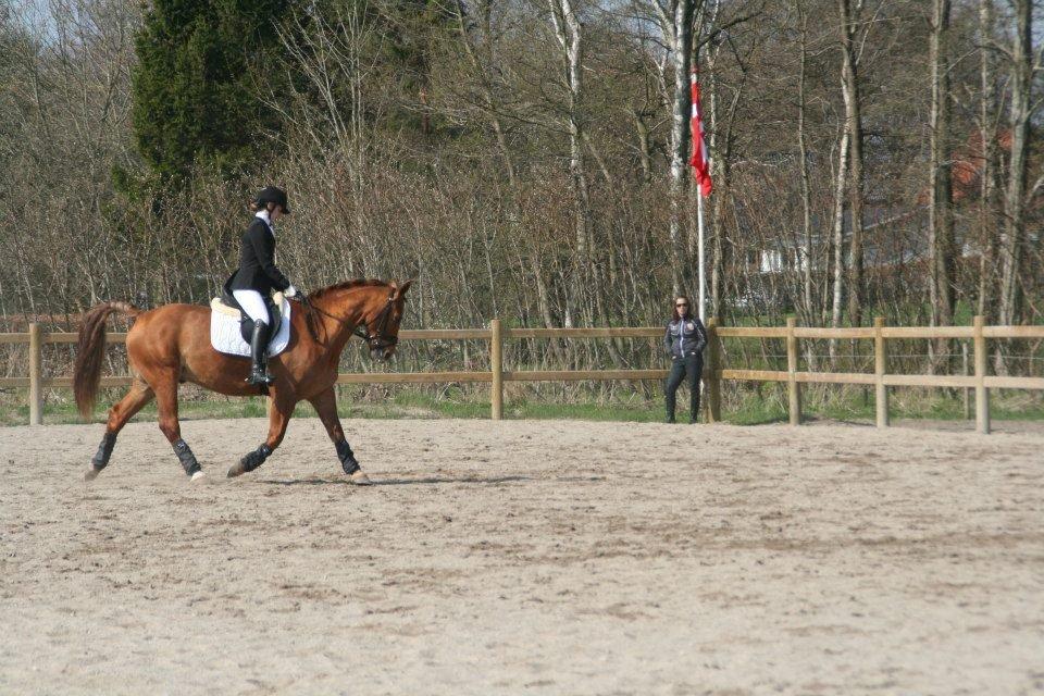 Anden særlig race Indian Star - Stævne 2013. billede 12
