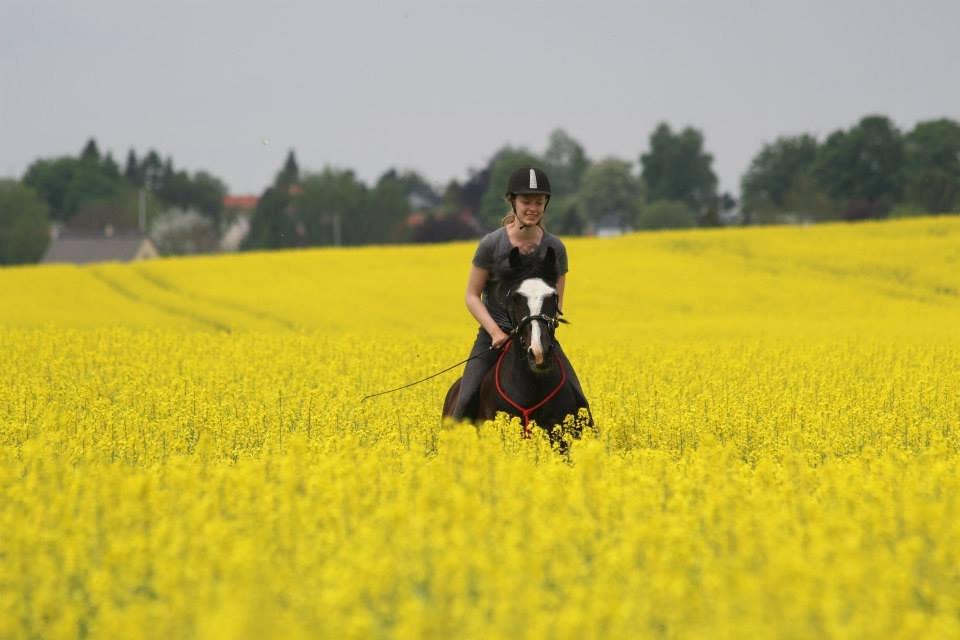 Welsh Cob (sec D) Fronerthig Black Rebel - 20/5/2013- Jeg elsker sku den hest <3 billede 15