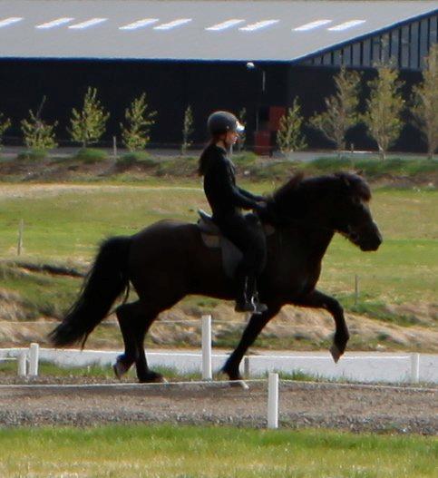 Islænder Glæsir billede 2