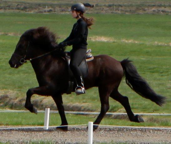 Islænder Glæsir billede 3